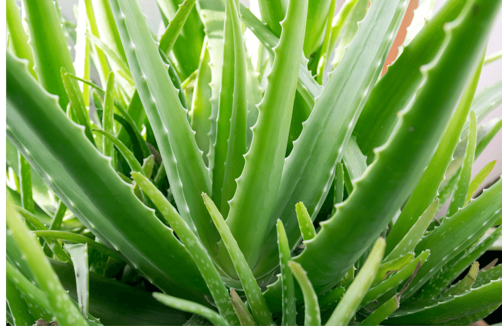 Best Plants for Improving Indoor Air Quality - Aloe Vera (Aloe barbadensis)