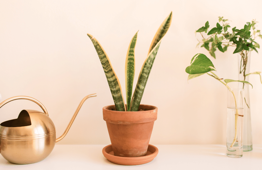 an illustration of Snake Plant (Sansevieria trifasciata) for Best Plants for Improving Indoor Air Quality