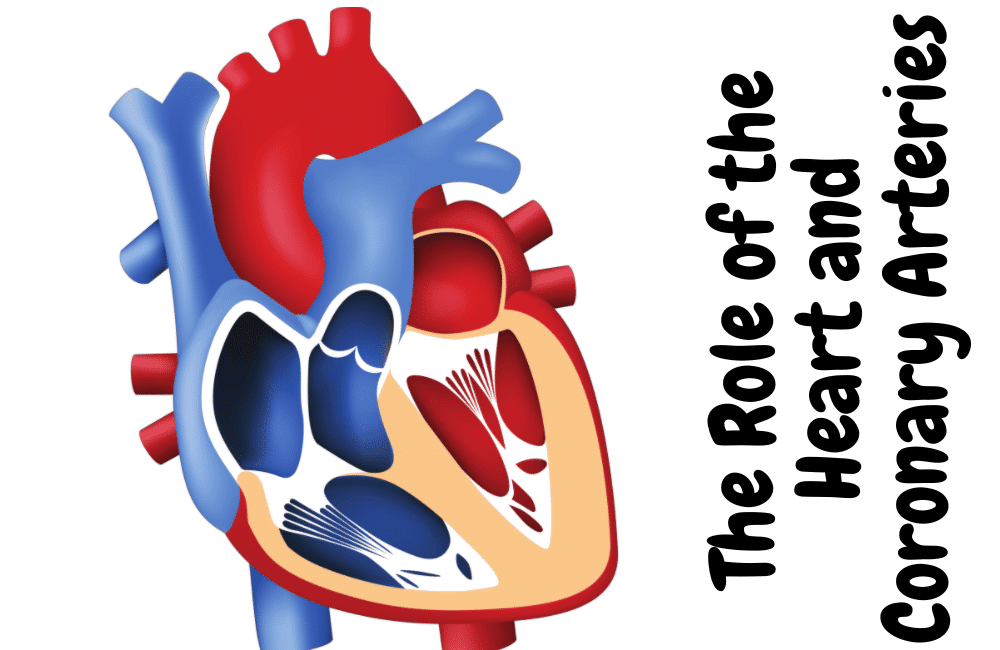 Ischemic Heart Disease The Role of the Heart and Coronary Arteries