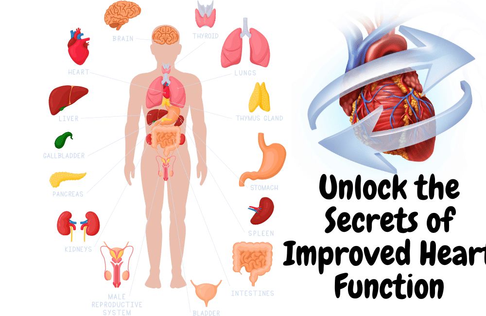 an illustration body showing the what are heart functions.