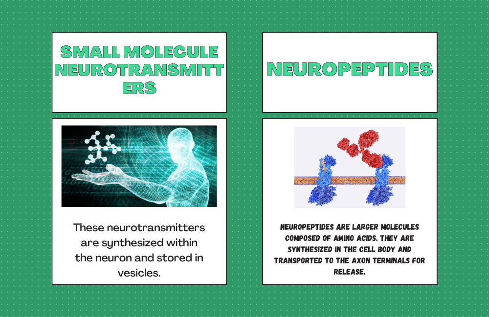An illustration of types of neurotransmitters.