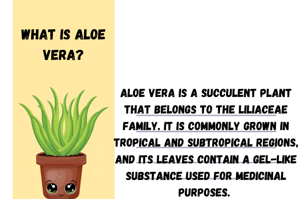 an illustration of a aloe vera plant with the details description of what is aloe vera.